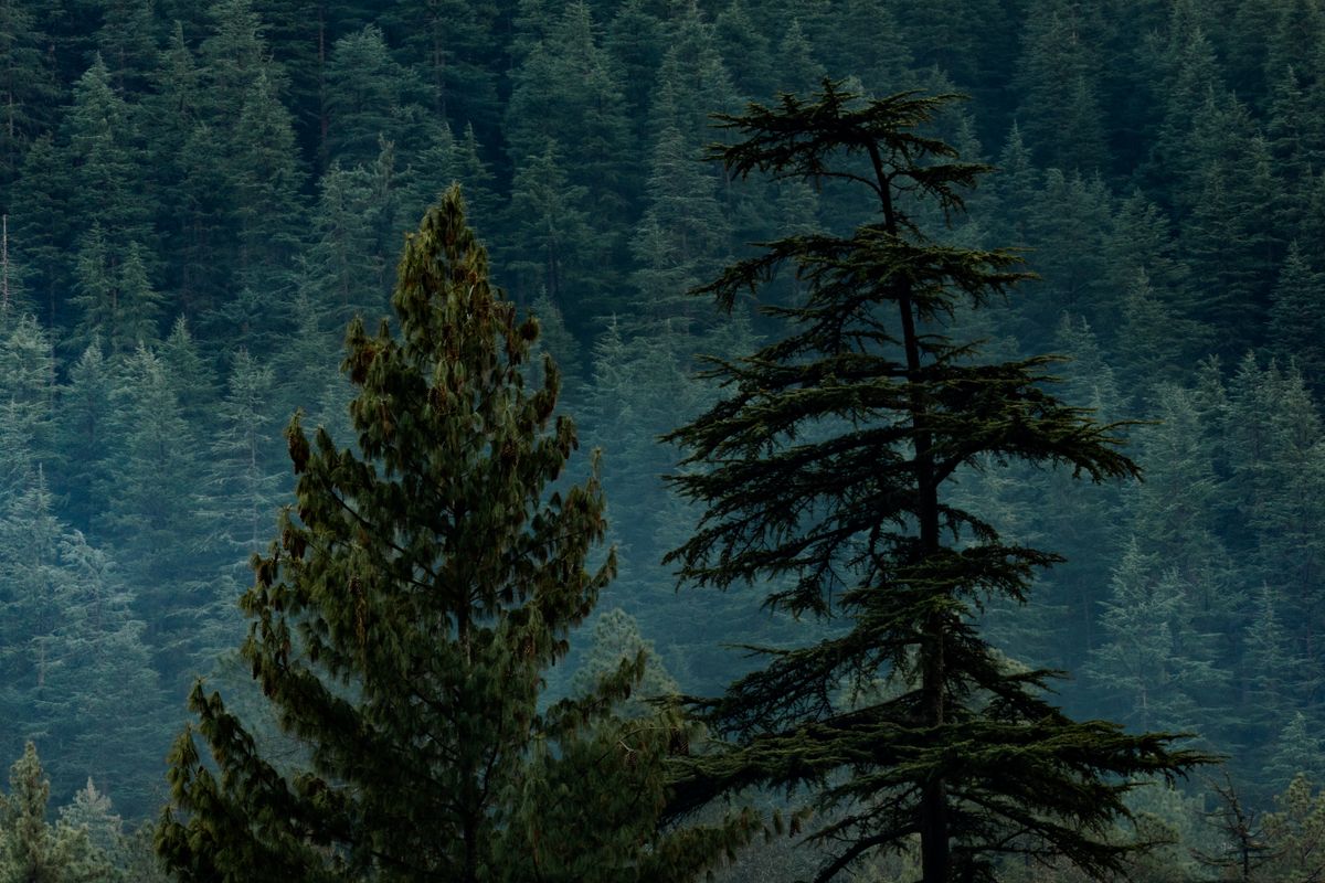 Dense pine and deodar forest near Chail, Himachal Pradesh